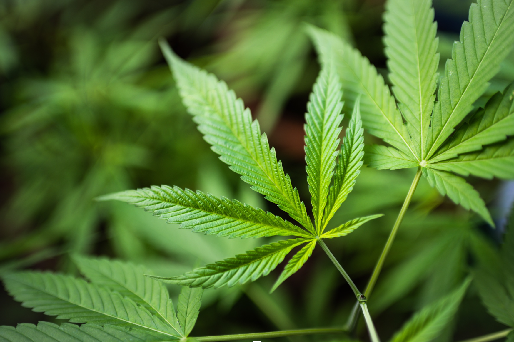 Hanf als nachhaltiges Material für Kleidung von FUXBAU