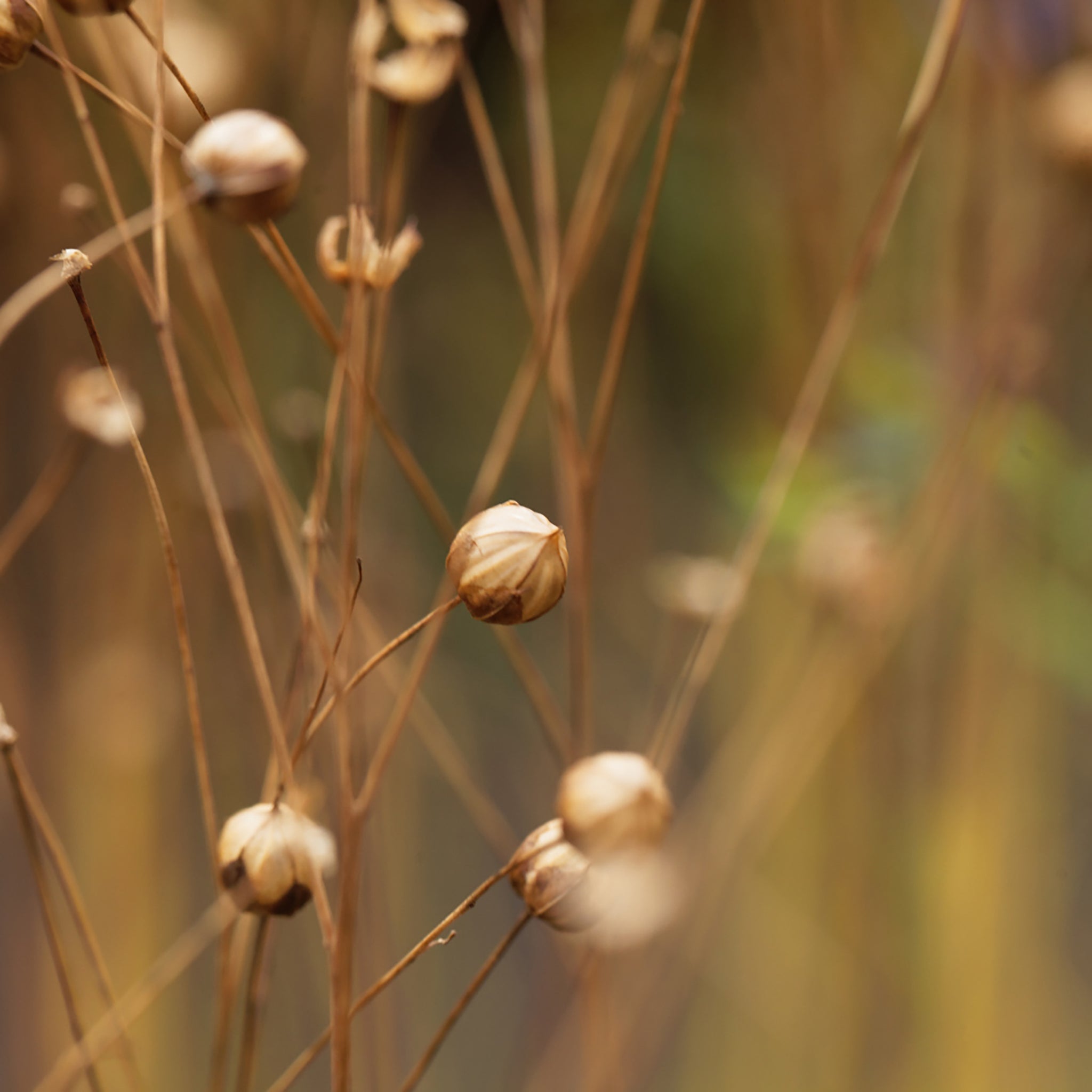Summer is coming. Linen is back. Unsere FUXBAU Leinenkollektion