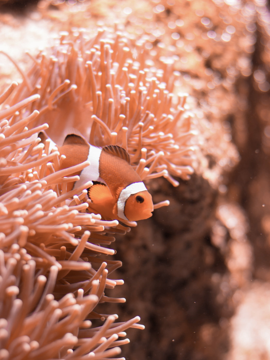 Clownfish als Inspiration für ein nachhaltiges Fair Fashion Frauen T-Shirts aus Biobaumwolle von FUXBAU.