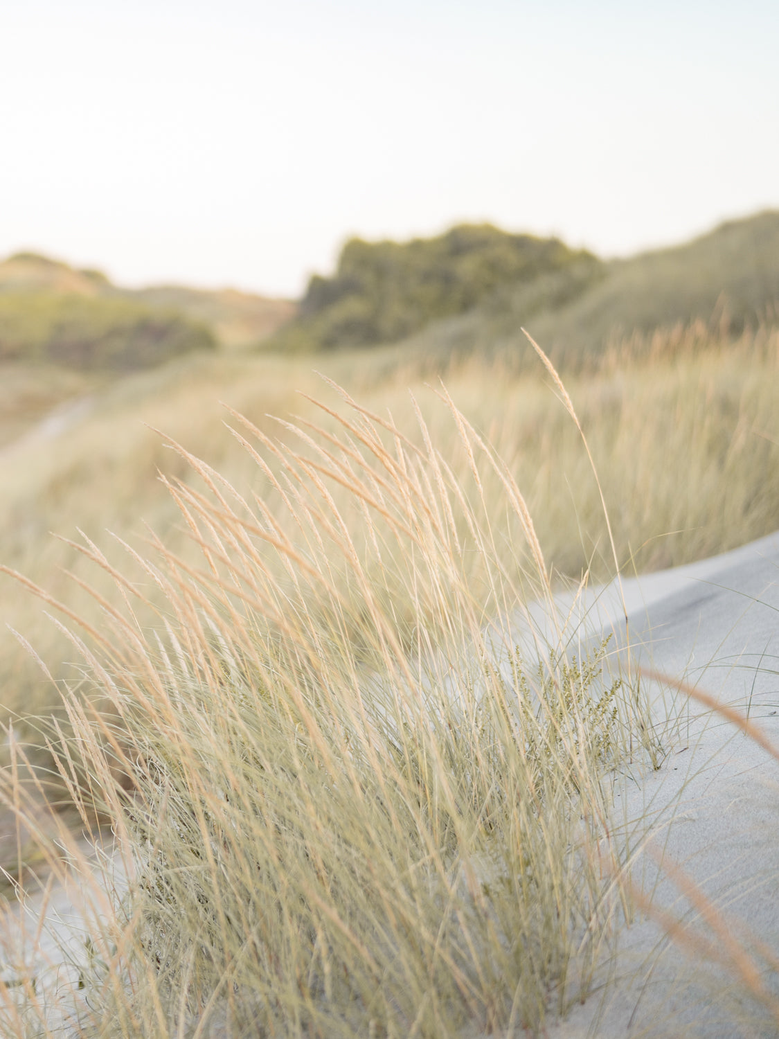 Dünen in Nordportugal als Inspiration für ein nachhaltiges FUXBAU Merida T-Shirt in grün beige meliert.