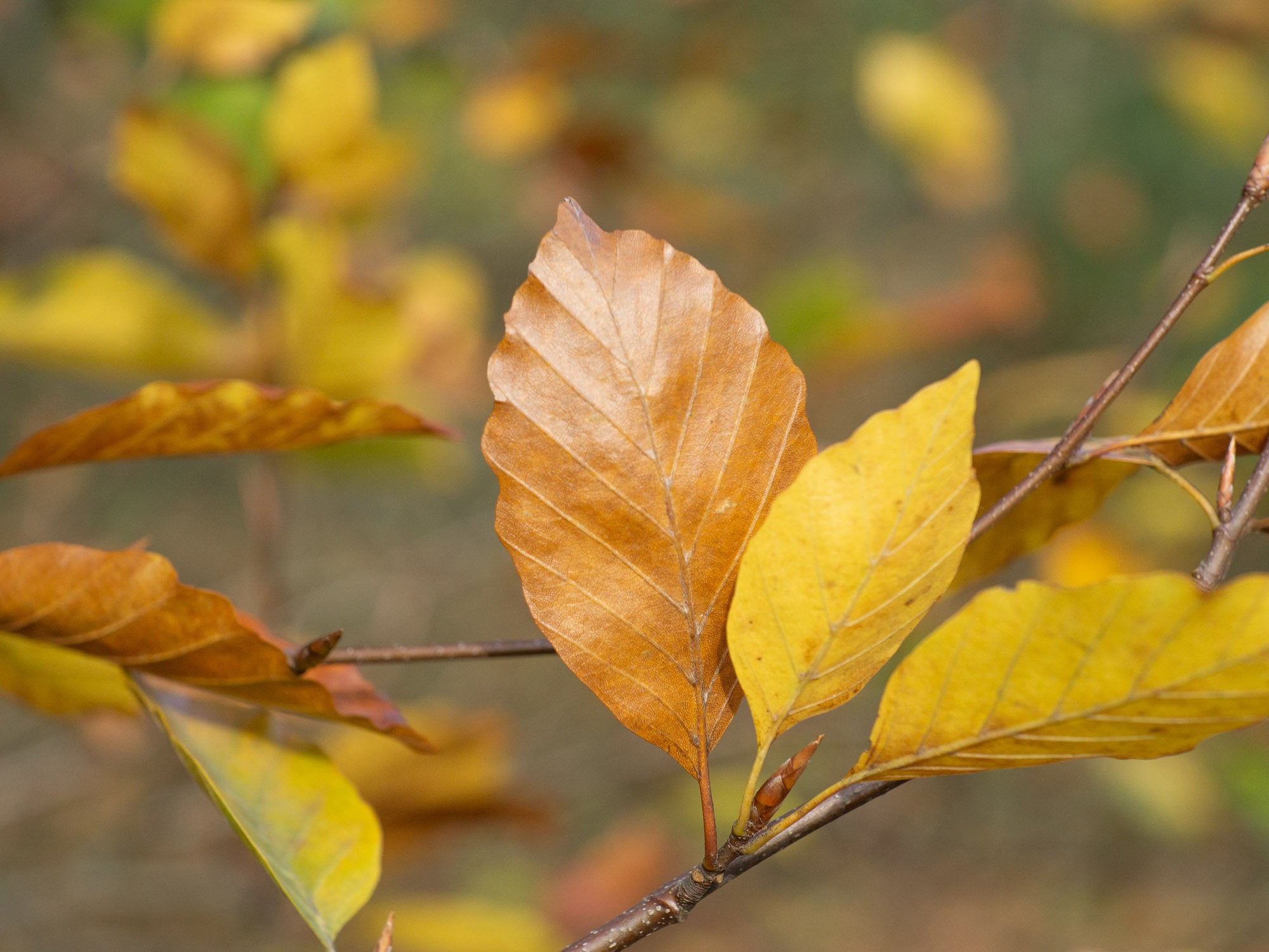 Von der Farbwelt des goldenen Herbsts inspirierte Kleidung - Mützen, Schals, Socken und vieles mehr.