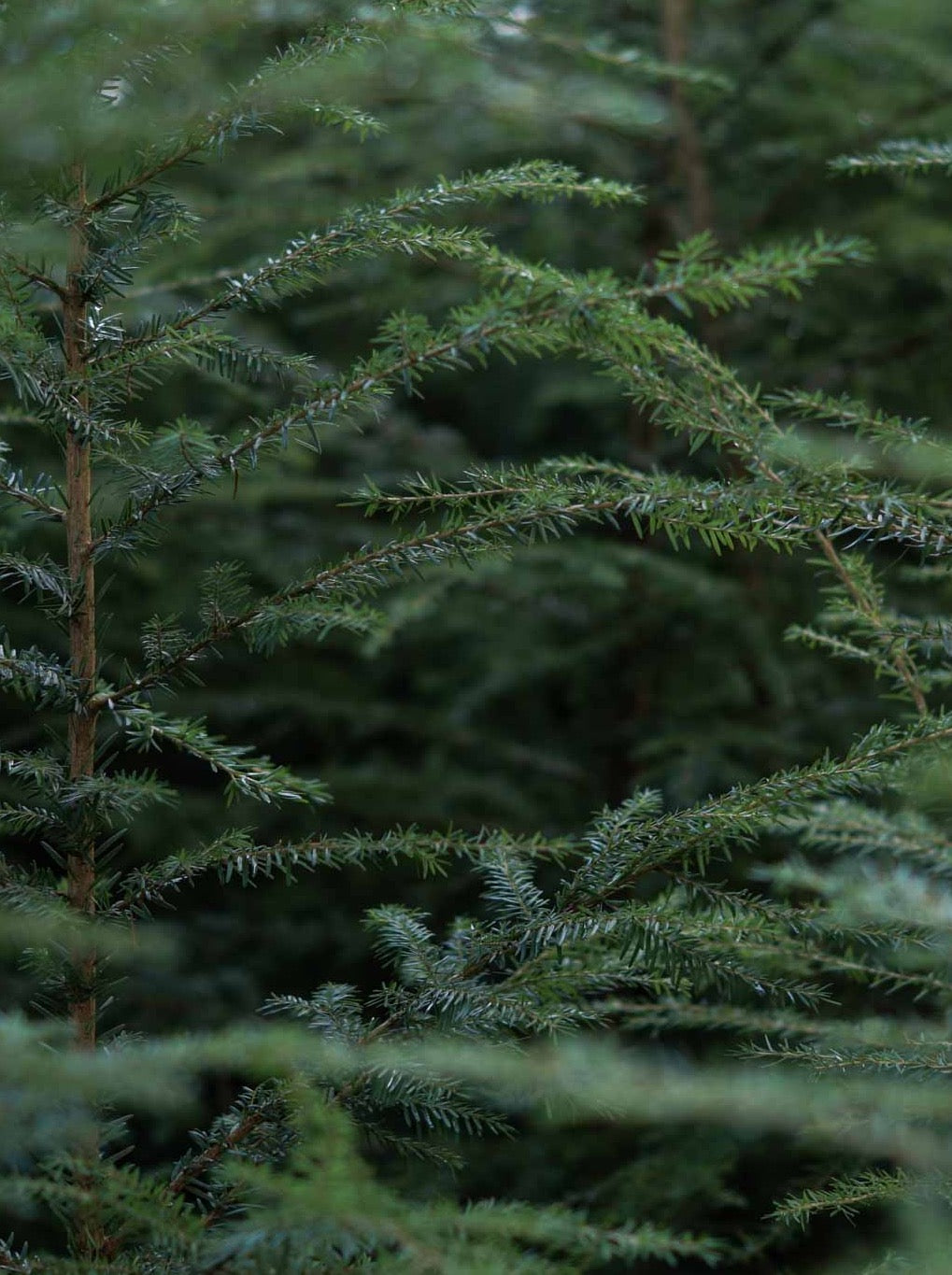 Der Wald als Inspiration zur Farbgebung unserer Merino Kork Beanie in waldgrün