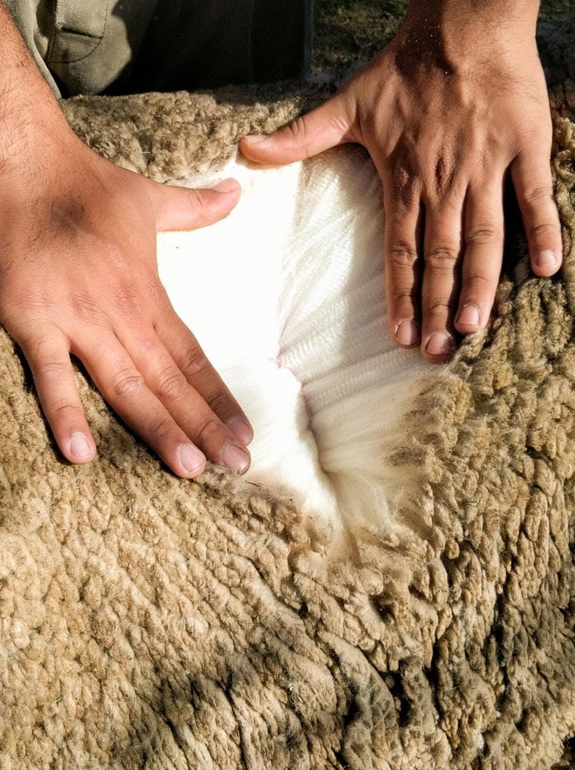 Detailansicht von mulesingfreier Merino Schurwolle. GOTS zertifizierte Strickwaren Made in Germany von FUXBAU und Merino Schurwolle aus Argentinien.