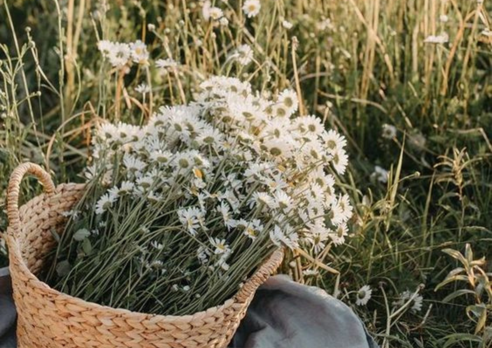 MIDSOMMAR – bis zu 40% sparen ☀️
