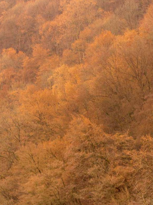 Inspiration für nachhaltige Strickwaren von FUXBAU. Ein Wald im Herbst mit rötlichen Farben.